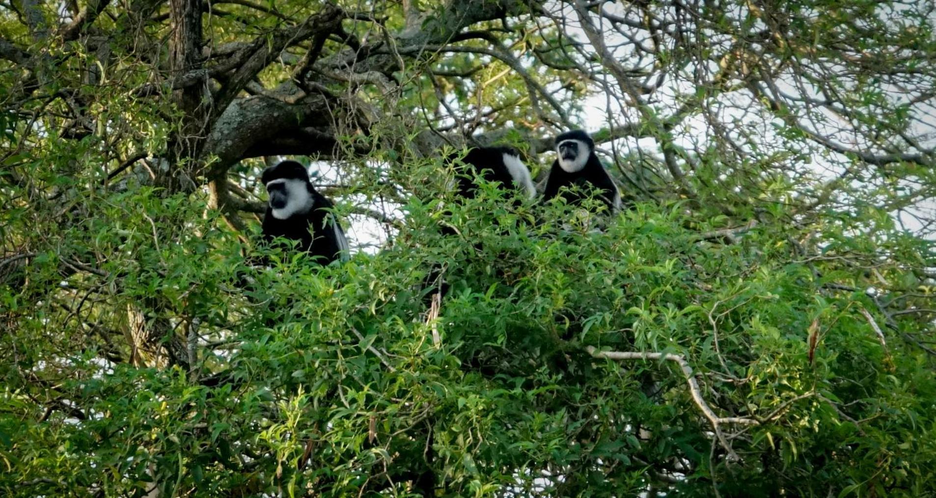 Lake Nkuruba Nature Reserve Hotell Durama Eksteriør bilde
